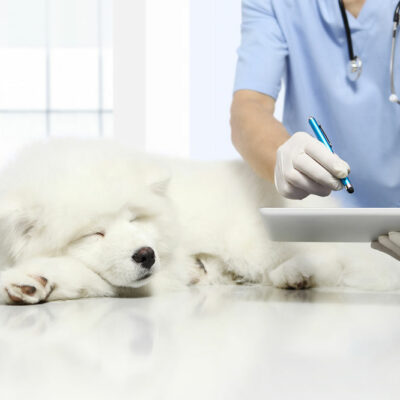 4 signs that one’s pet dog is sick